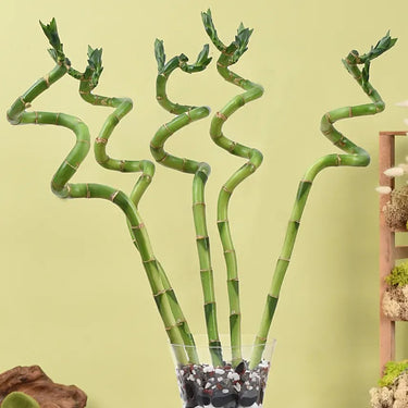 Spiral Lucky Bamboo in Decorative Glass Vase